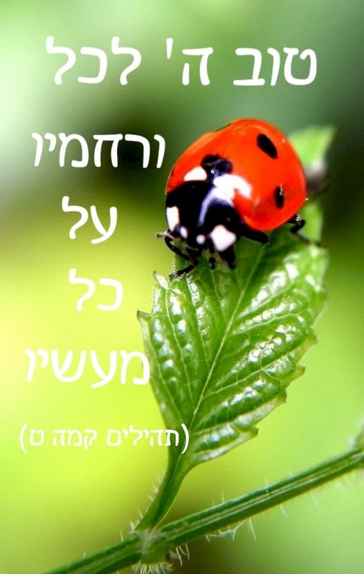 טוֹב יְהוָה לַכֹּל וְרַחֲמָיו עַל כָּל מַעֲשָׂיו. | תהלים קמה ט